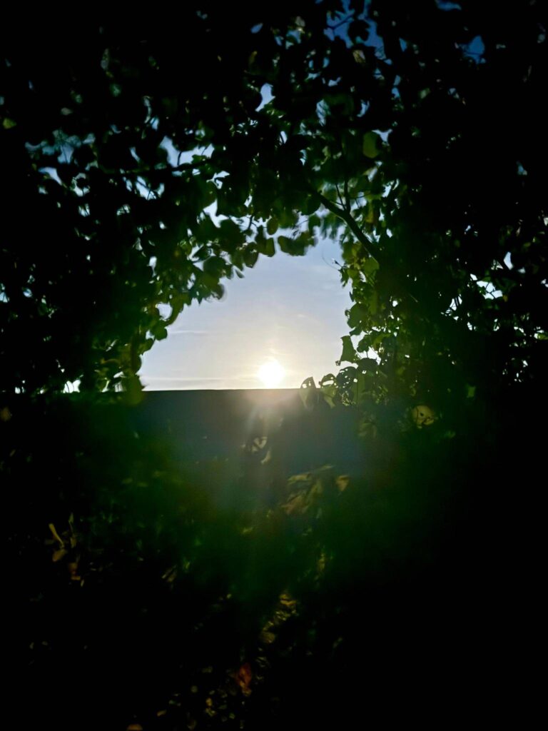 緑の木々の間から朝日が差し込む、石垣島musubuの散歩道入口|Morning sun through the trees – Ishigaki musubu path