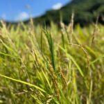 石垣島の田んぼに実る稲穂のクローズアップ（収穫前）